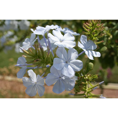 Plumbago auriculata