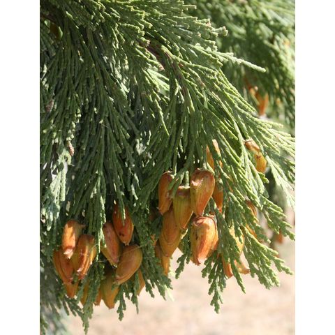 Calocedrus decurrens