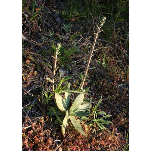 Dudleya pulverulenta