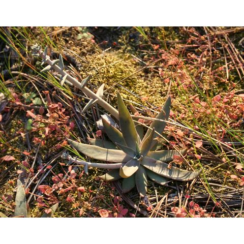 Dudleya pulverulenta