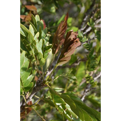 Calliandra hematocephala