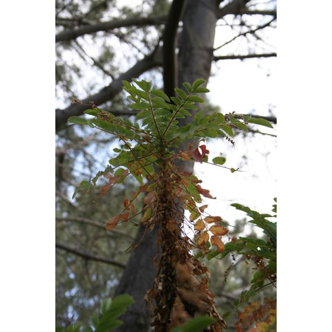 Dendropoterium pulidoi