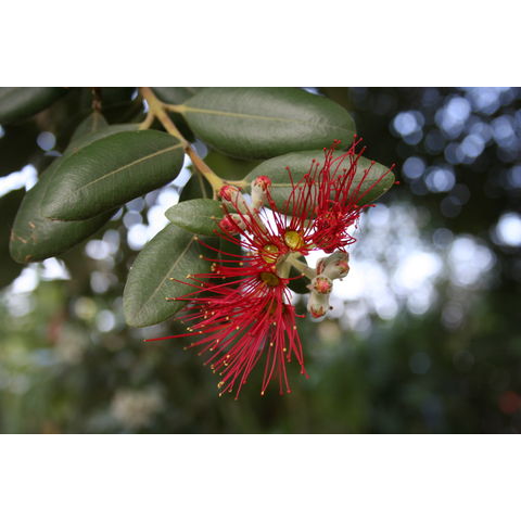 Metrosideros kermandecensis