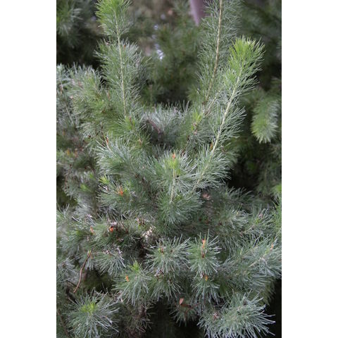 Adenanthos sericea