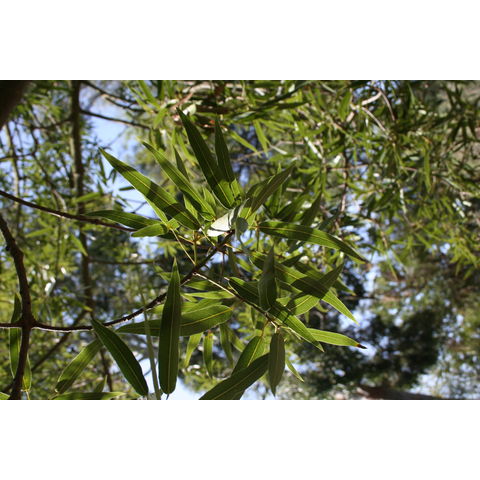 Brachychiton rupestris