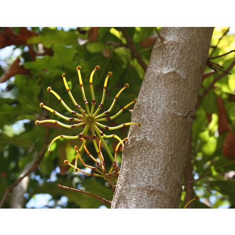 Stenocarpus sinuatus