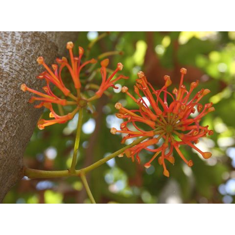 Stenocarpus sinuatus