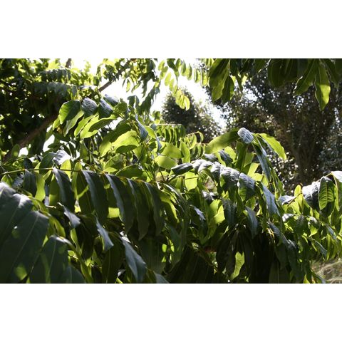 Castanospermum australe