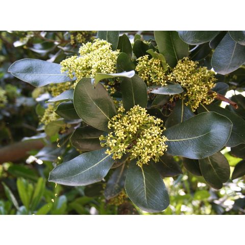 Pittosporum viridiflorum
