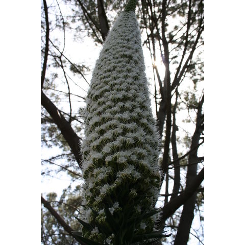 Echium candicans
