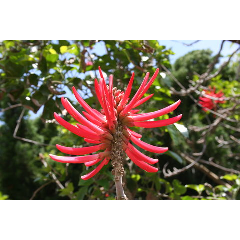 Erythrina coralloides