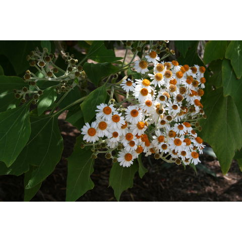 Podachaenium eminens