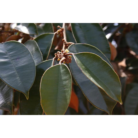 Chrysophyllum oliviforme