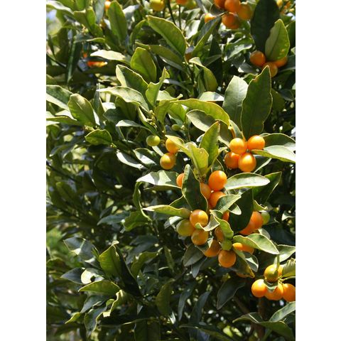 Fortunella margarita