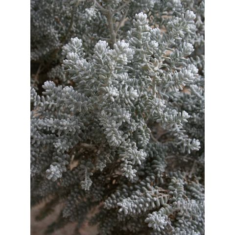 Maireana sedifolia (Chenopodiaceae)