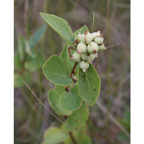 Symphoricarpus occidentalis