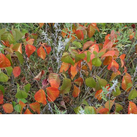 Toxicodendron radicans