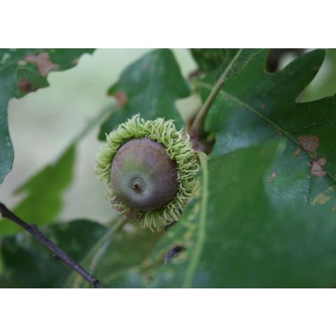 Quercus macrocarpa