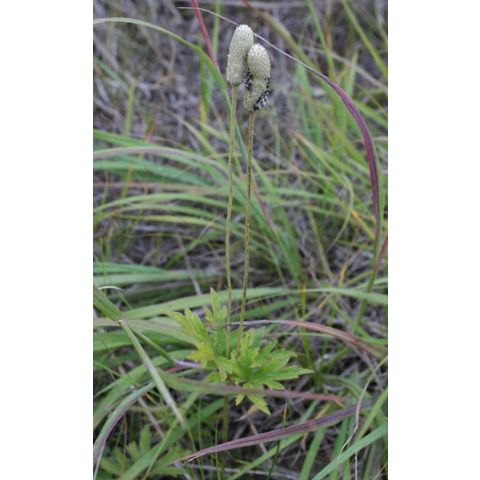 Anemone cylindrica