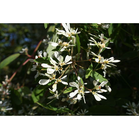 Euphorbia leucocephala