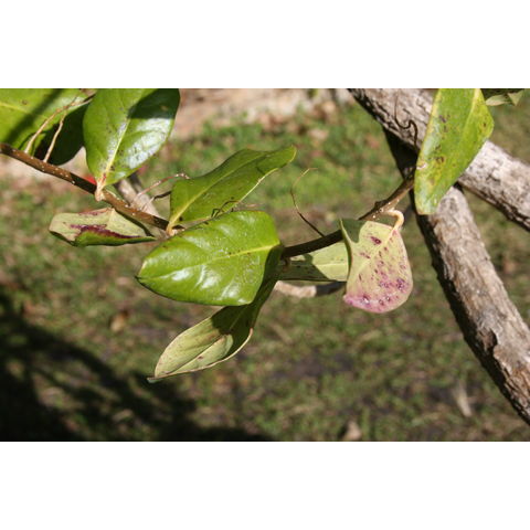 Schlegelia parasitica