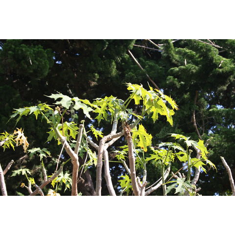 Cnidoscolus aconitifolius (Euphorbiaceae s.l.)