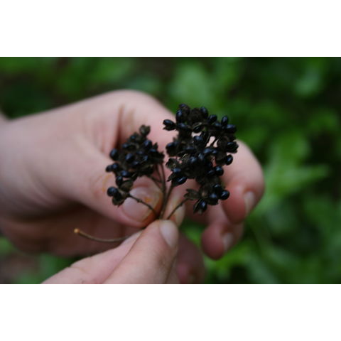 Melicope ternata (Rutaceae)