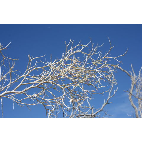 Psorothamnus spinosus