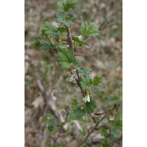 Ribes setosum