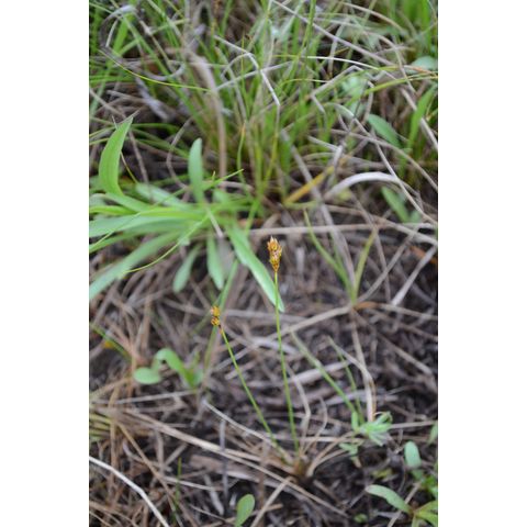 Carex duriuscula