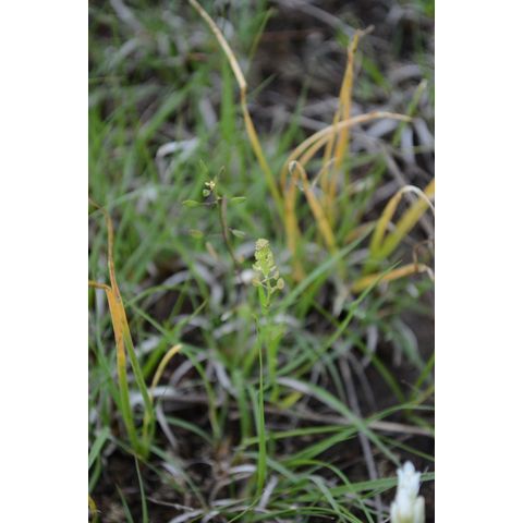 Lepidium densiflorum