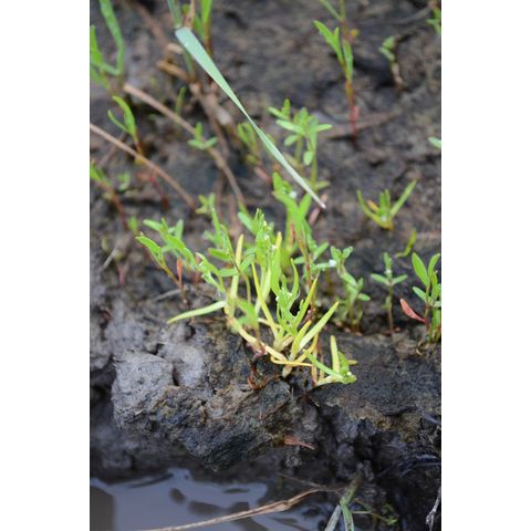 Plagiobothrys scouleri