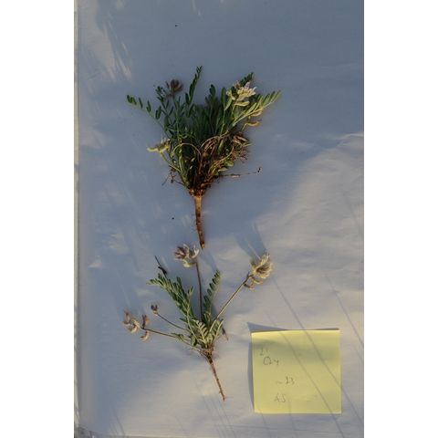 Astragalus racemosus