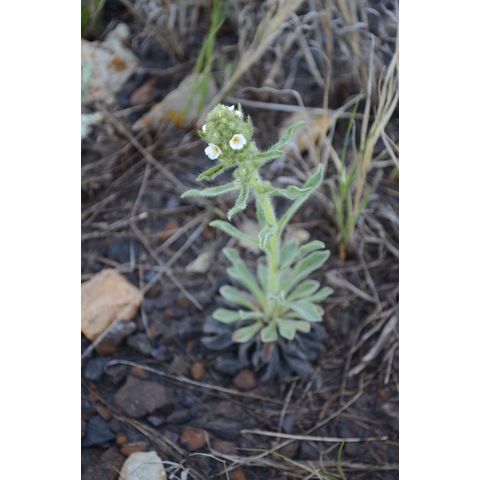 Cryptantha celosioides