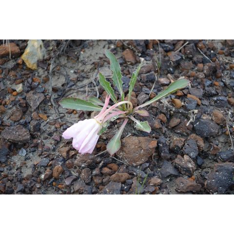 Oenothera caespitosa