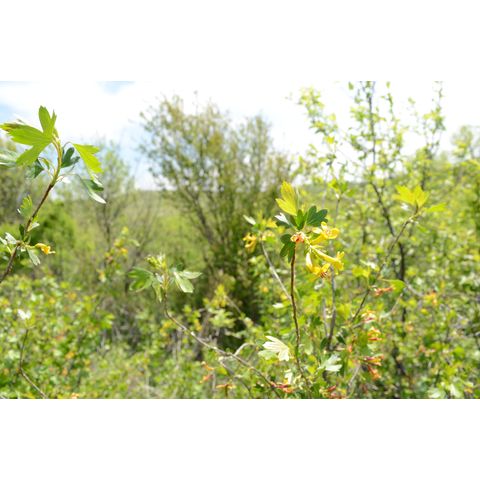 Ribes aureum