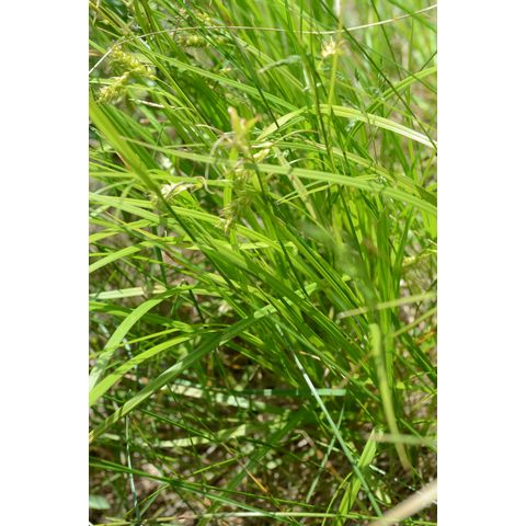 Carex sprengelii