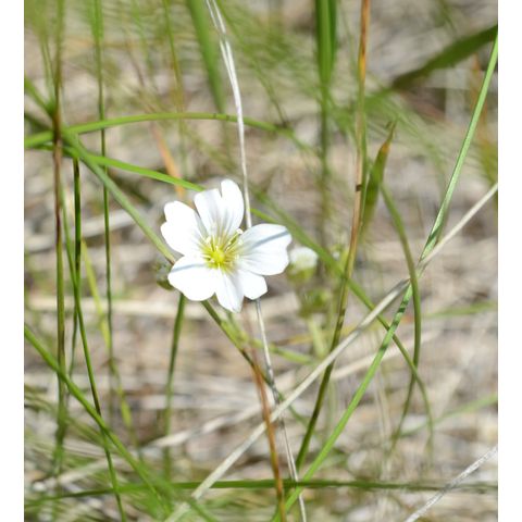 Cerastium arvense