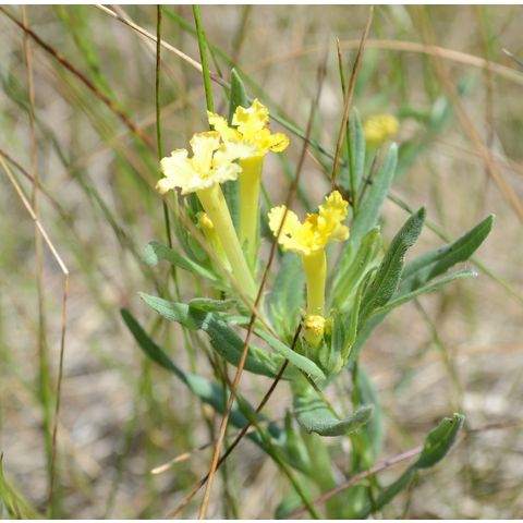 Lithospermum incisum