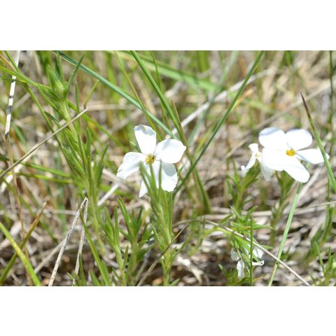 Phlox hoodii