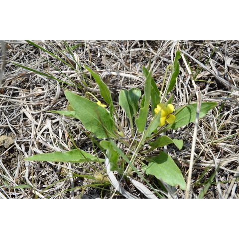 Viola nuttallii