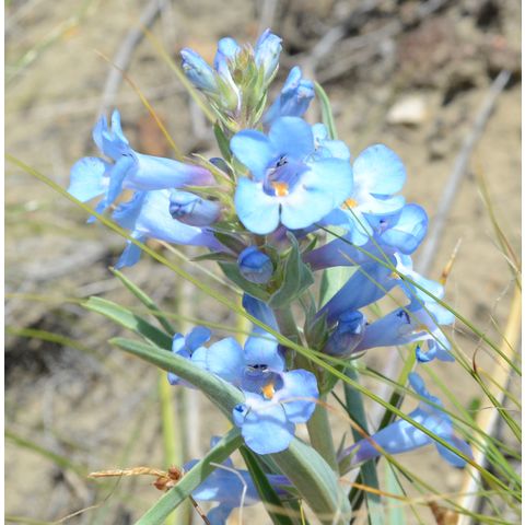 Penstemon nitidus