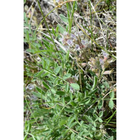 Astragalus racemosus