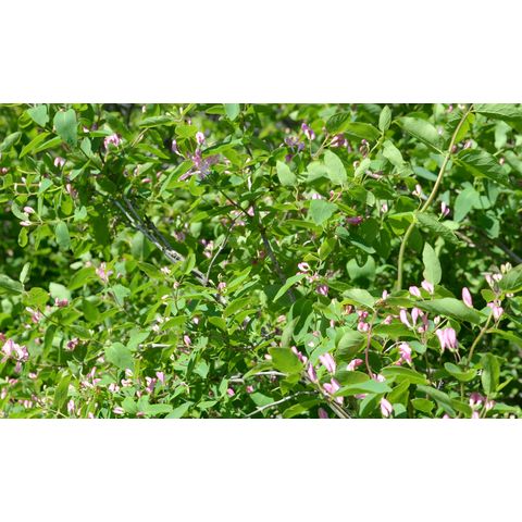 Lonicera tatarica