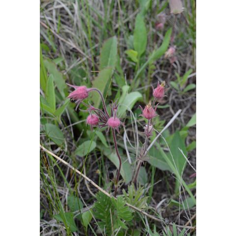Geum triflorum