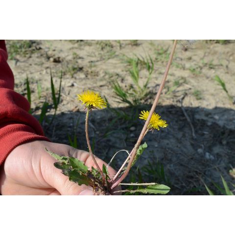 Taraxacum officinale
