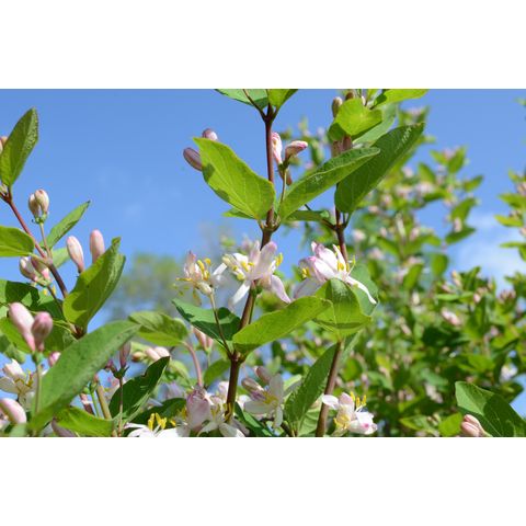 Lonicera tatarica