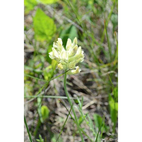 Oxytropis campestris