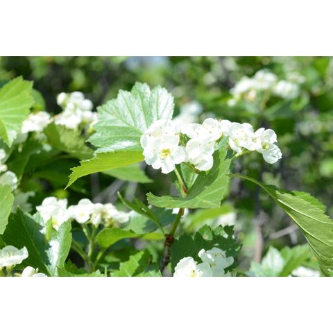 Crataegus chrysocarpa