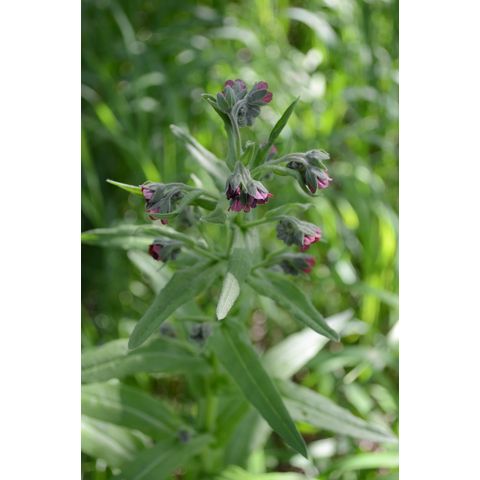 Cynoglossum officinale